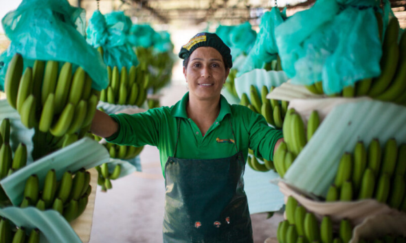 Worker standing next to hanging bananas in factory