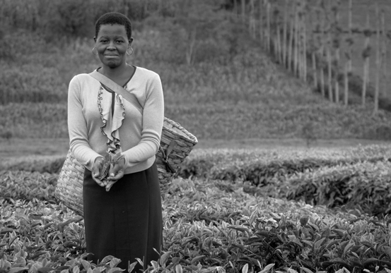 Frau auf einem Feld, die Teeblätter sammelt